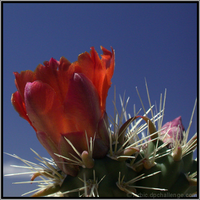 Cactus Bloom, Sonoran Desert