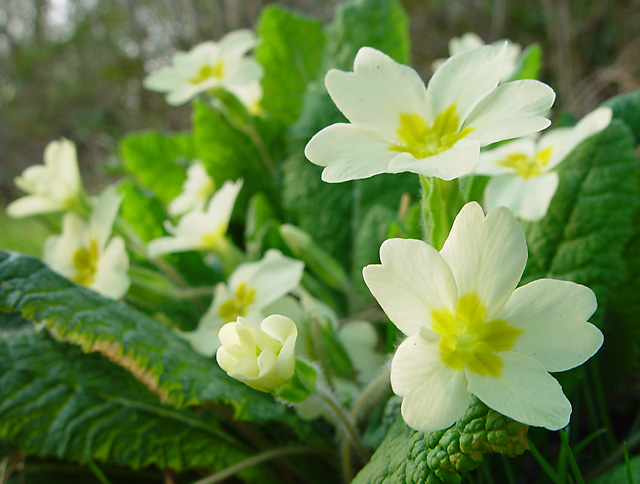 Morning Primroses