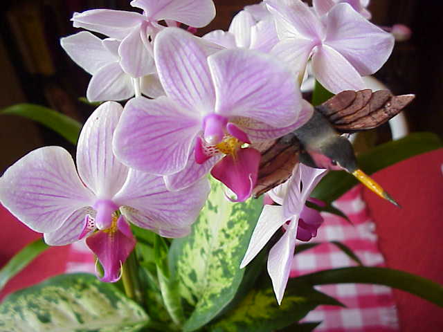 Phalaenopsis Orchid