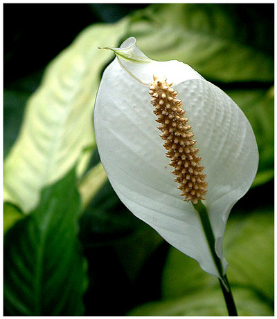 Peace lily