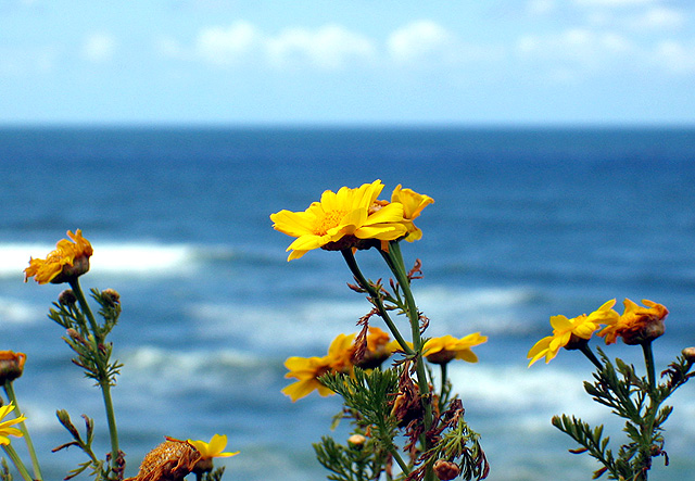 Wild Daisies, Sunset Cliffs