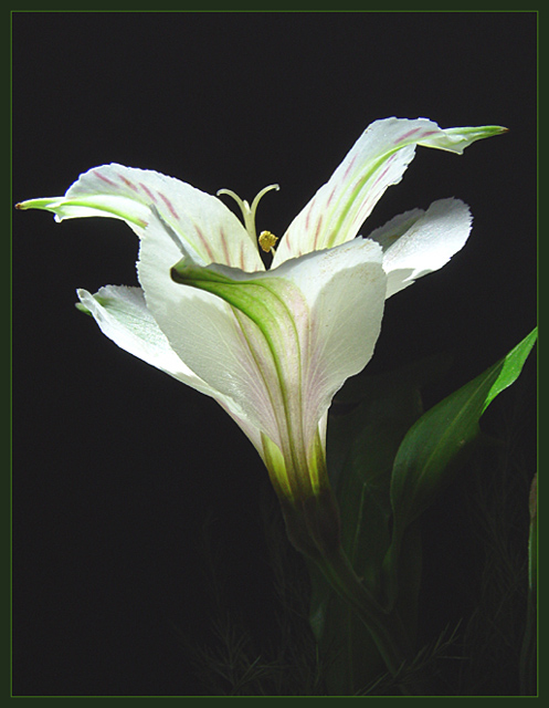 Lily Light