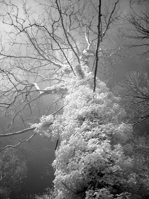 vines in infared