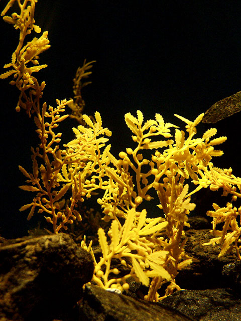 Under Seas Flora
