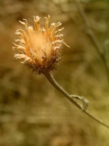 The flora isn't blooming here, yet, so this is last year's.  :)