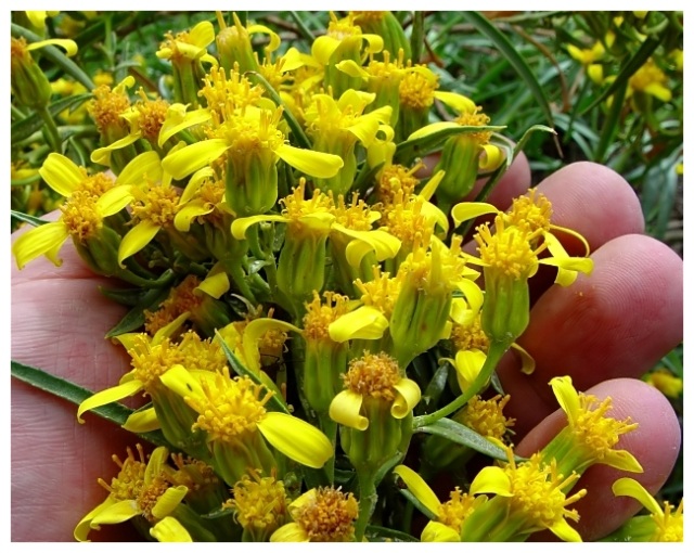 Yellow Baby Flowers with Hand