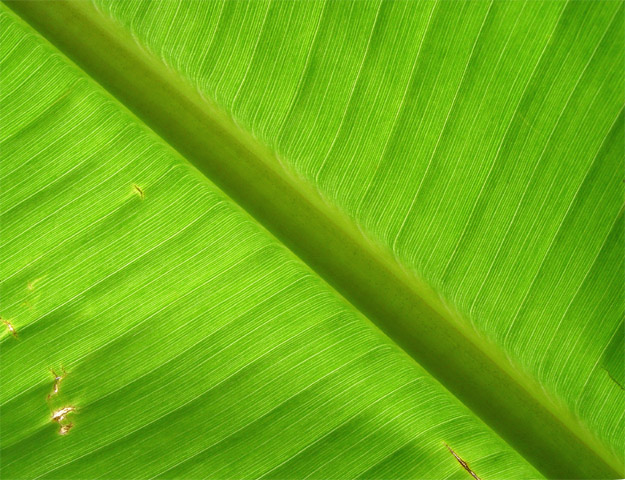 Tropical banana leaf