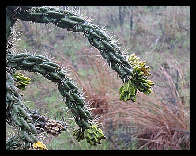 Prickly Prairie