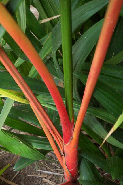 Lipstick Palm