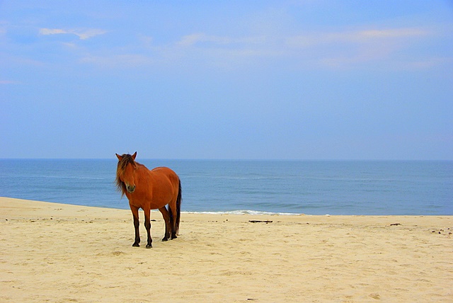 Prudent Ponies Live on the Beach