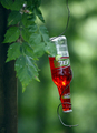 Reuse (Soft Drink or Beer Bottle Hummingbird Feeder)