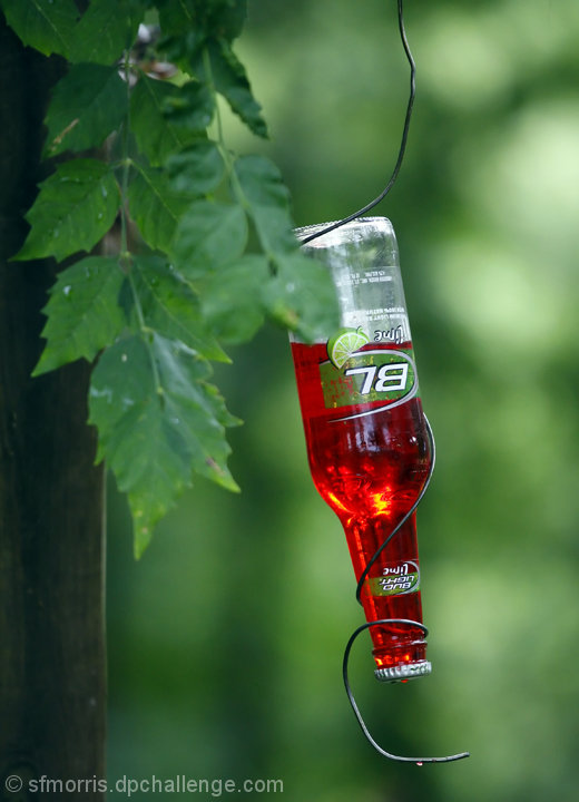 Reuse (Soft Drink or Beer Bottle Hummingbird Feeder)