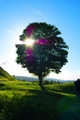 Tree on the Hill