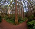 Mossy Pines in the Grand Forest