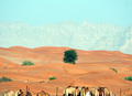 Camels, Desert & Mountains, das U.A.E