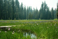 Meadow in Yosemite