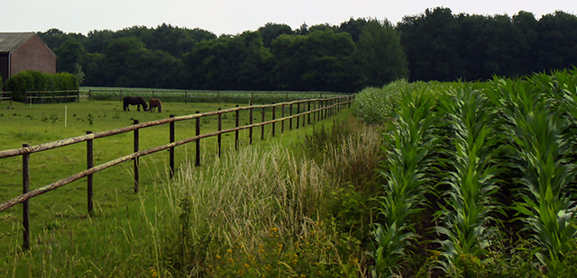 Rural sunday morning