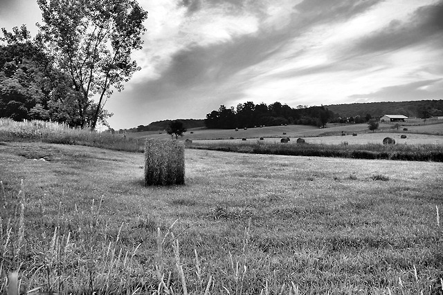 The Hay Field