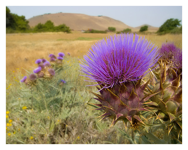 Wild Artichoke Habitat