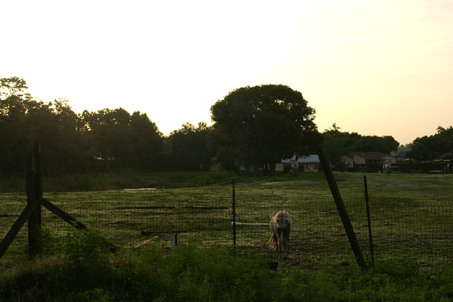 Sunrise on the Farm