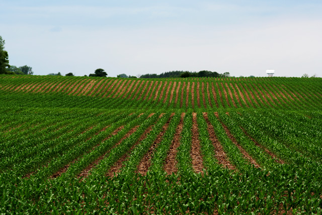 The Field of Dreams