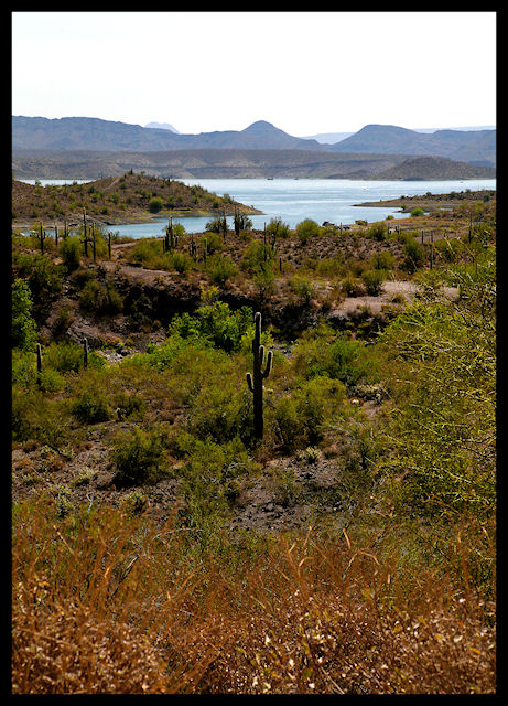 Desert Oasis