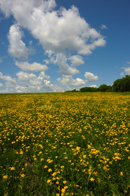 prairie sky