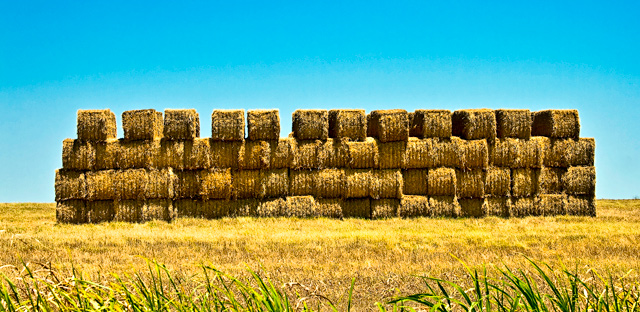 Hey, I see Hay....