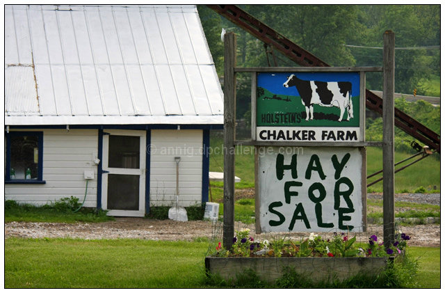 Hay For Sale