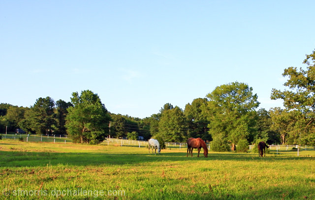 Summer Pasture