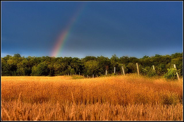 golden field