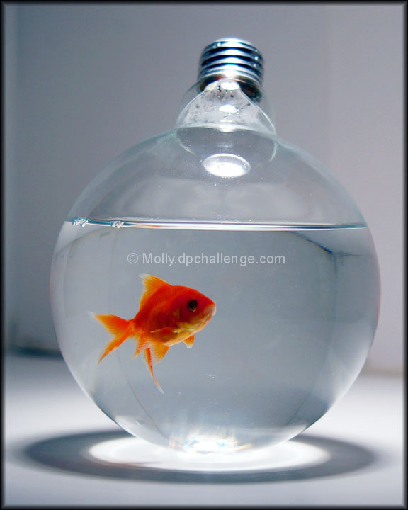 Fishy Idea
