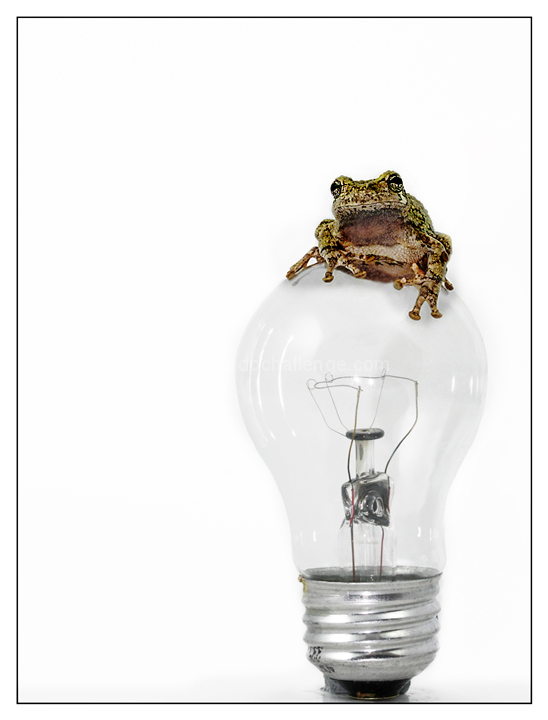 "Frog has a Better Idea"