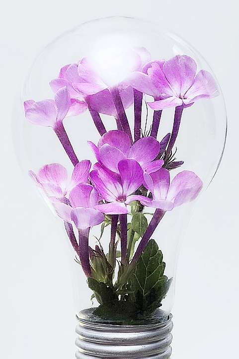 Flower Power