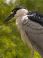 Black-crowned Night-Heron
