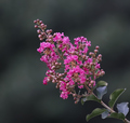 Crape Myrtle