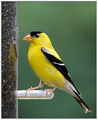 Perched Goldfinch