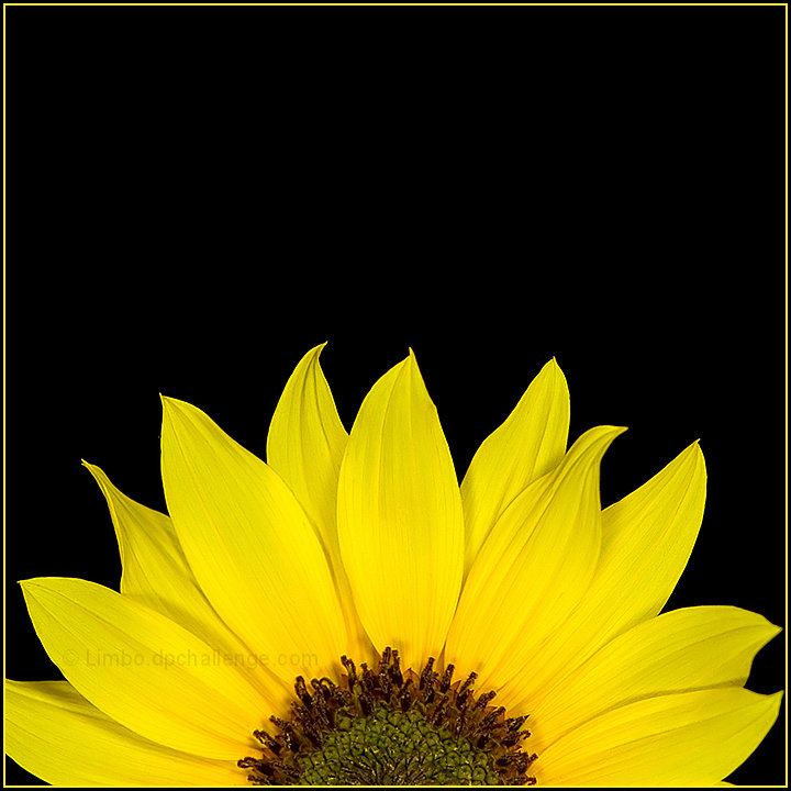 Sunburst