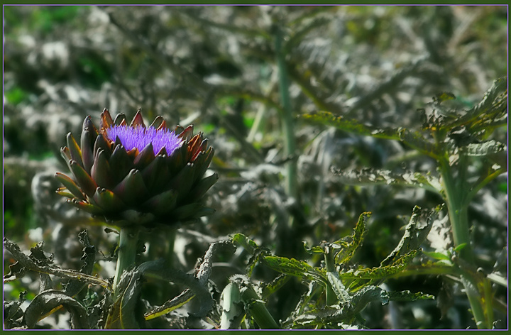Artichoke heart in full bloom