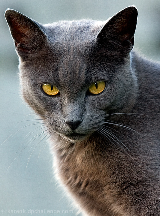 Cat Eyes