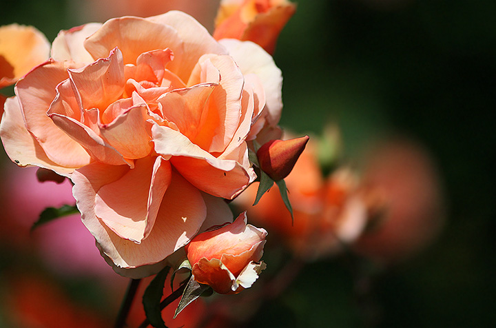 Just peachy.