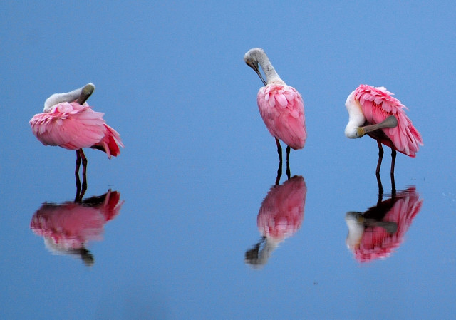 Pretty in Pink