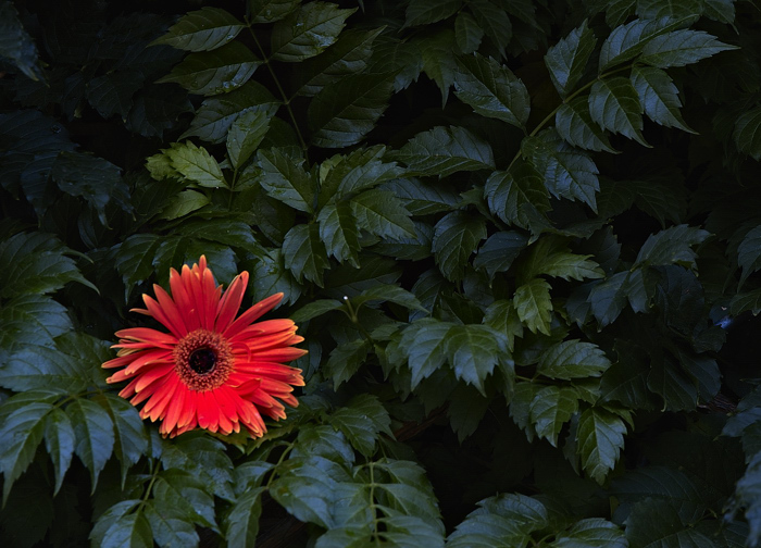 Gerbera