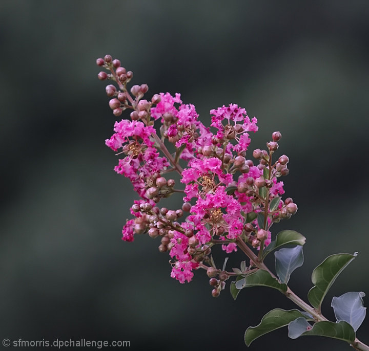 Crape Myrtle