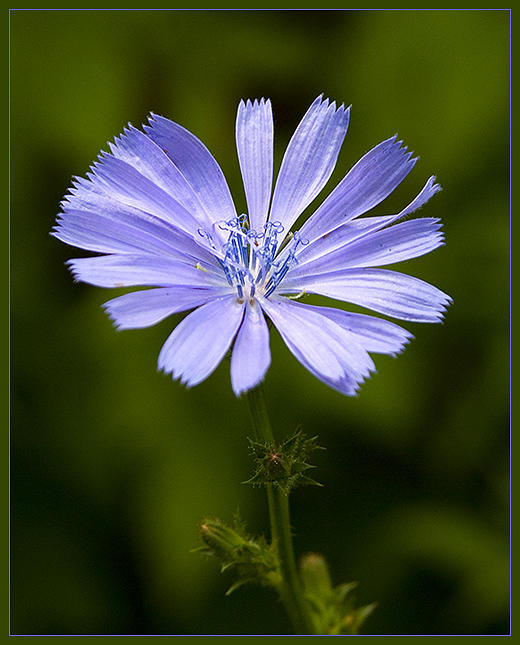 Pale Gentian