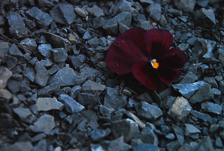 Stray flower