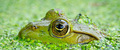 Frog portrait