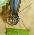 blue morpho