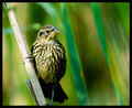 In The Reeds