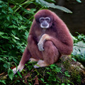 GIBBON on the ROCK